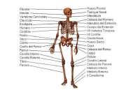 Descubre las Ciencias que Estudian el Cuerpo Humano: Una Guía Completa