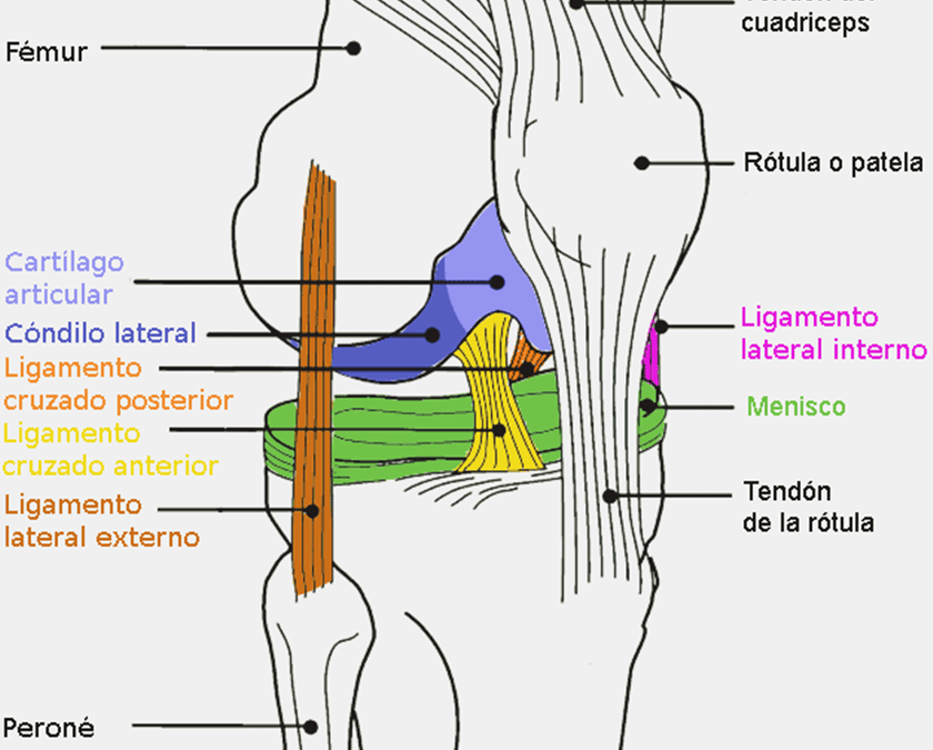 Condropatía Rotuliana Grado 2: Causas, Síntomas y Tratamiento