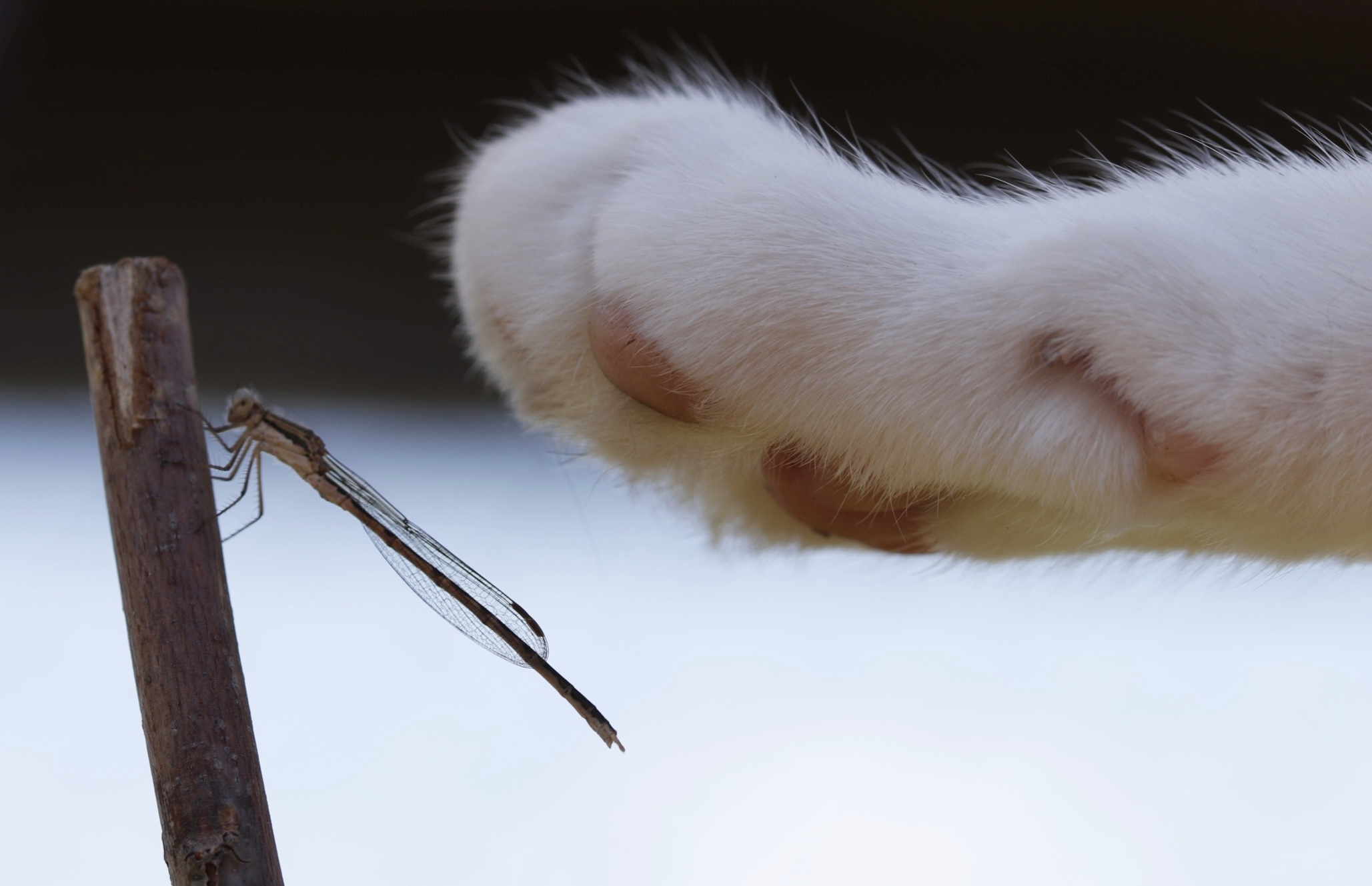 Descubre la ley del gato: todo lo que necesitas saber