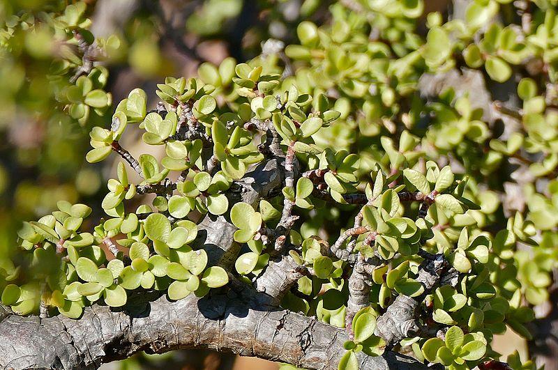 Descubre la leyenda del árbol de la sal Descubre la leyenda del árbol de la sal