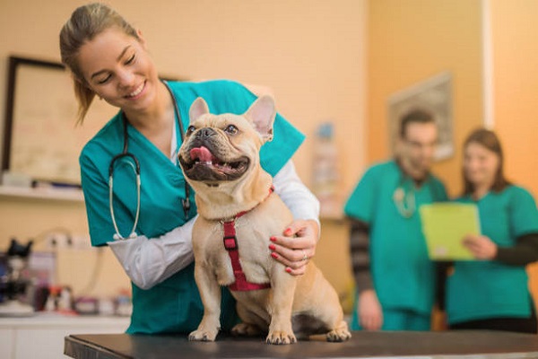 Duración de la carrera de veterinaria: ¿Cuántos años son necesarios?
