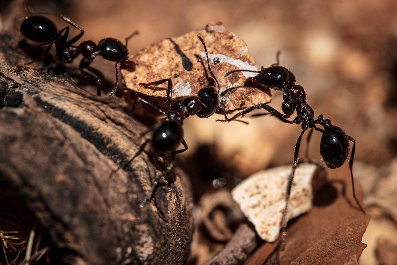Entomólogo: el experto en insectos