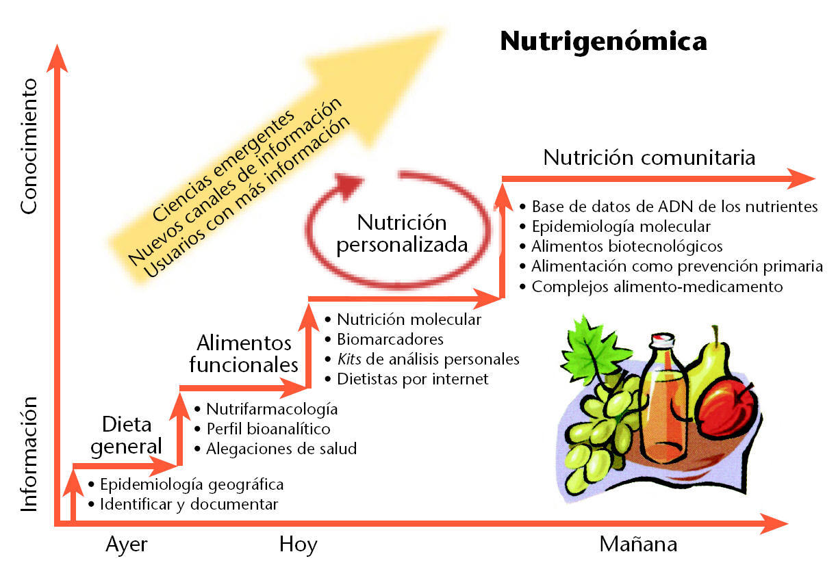 Esquema de nutrientes: funciones y beneficios