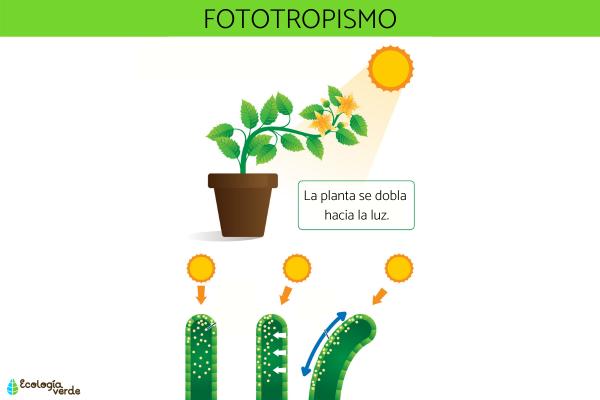 Ejemplos De Estimulos Y Respuestas En Plantas ccfprosario.com