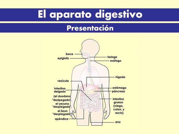 Experimento de descomposición de alimentos: ¡descubre qué sucede!