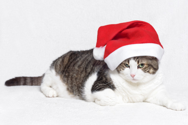 Descubre los átomos que componen a tu gato Descubre los átomos que componen a tu gato