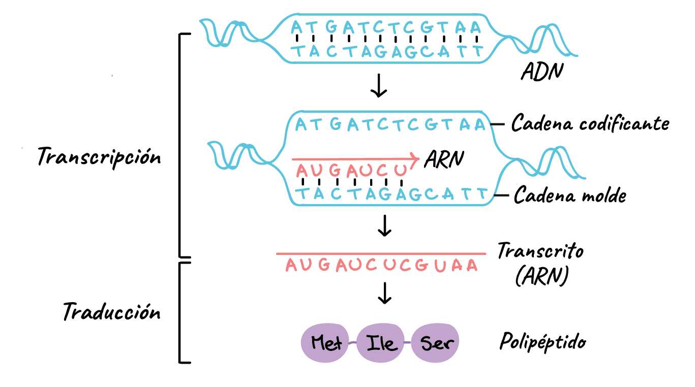 ADN vs ARN: ¿Cuál fue el primero? ADN vs ARN: ¿Cuál fue el primero?